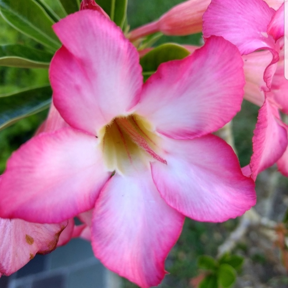 Meet your Posher, Shelby